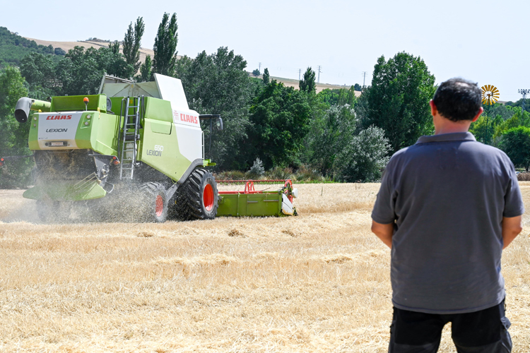 Los agricultores de Algete recogen 1,3 millones de kilos de cereal en esta campaña