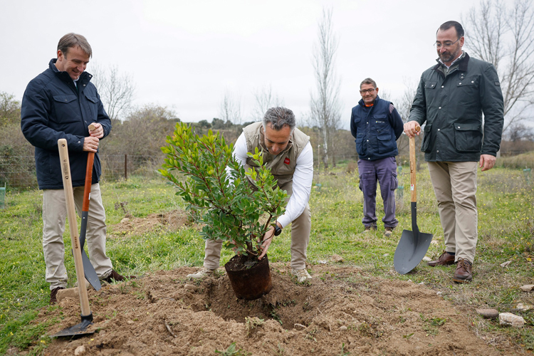 La Comunidad de Madrid planta el árbol 150.000 del corredor medioambiental Arco Verde 