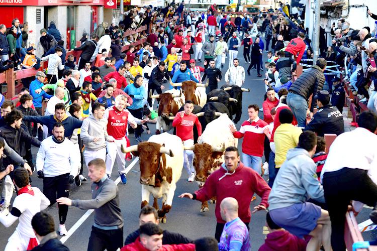 San Sebastián de los Reyes hace historia con grandes cifras de participación en el primer y exitoso día de sus “Encierros Blancos”