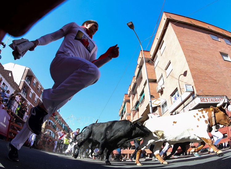 Grandes carreras en un quinto encierro de las Fiestas de Sanse vistoso y emocionante, con toros para rejones